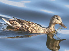 Anas platyrhynchos