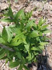 Lithospermum latifolium