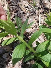 Lithospermum latifolium