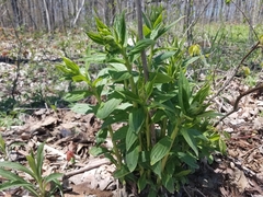Lithospermum latifolium