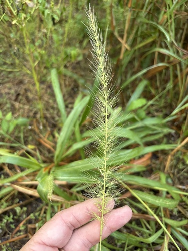 Setaria scheelei, photograph 4