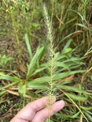 Setaria scheelei, photograph (c) Sam Kieschnick, some rights reserved (CC BY)