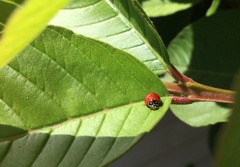 Cycloneda sanguinea