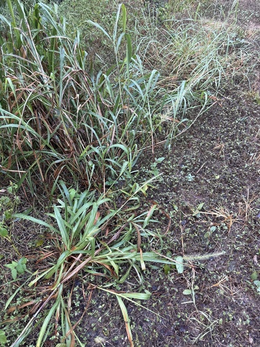 Setaria scheelei, photograph 5