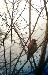 Colaptes auratus auratus