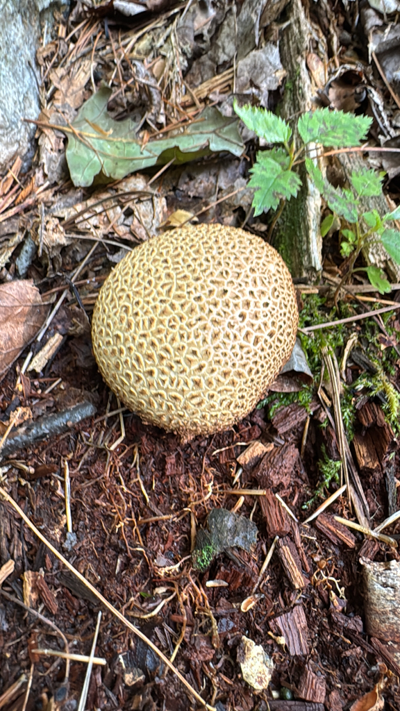 common earthball · August 2026 · photo: Photo: (c) Harrison Cole, some rights reserved (CC BY) · iNaturalist
