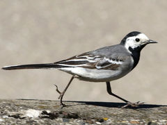 Motacilla alba