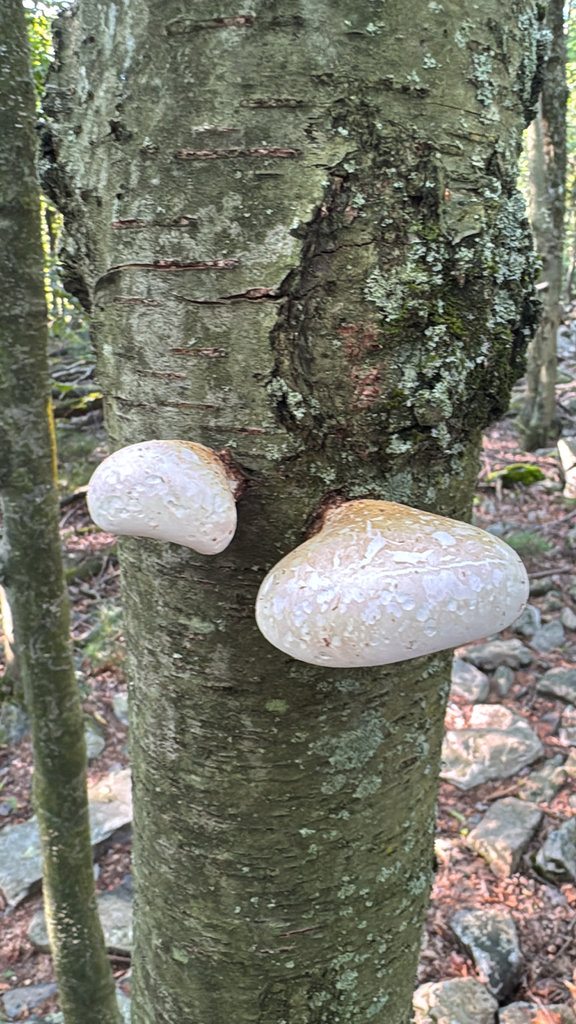 birch polypore · August 2026 · photo: Photo: (c) Harrison Cole, some rights reserved (CC BY) · iNaturalist