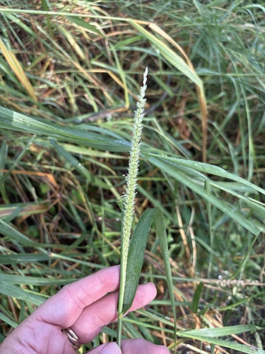 Cenchrus myosuroides observed 2026-08-29