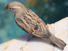 Passer domesticus