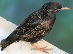 Sturnus vulgaris