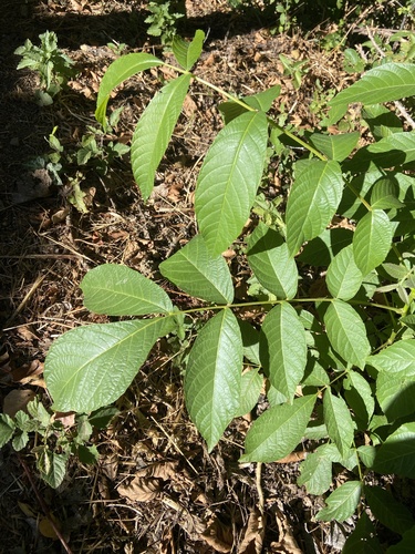 Persian walnut