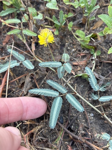 Neptunia pubescens, photograph 5