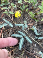 Neptunia pubescens, photograph (c) Sam Kieschnick, some rights reserved (CC BY)