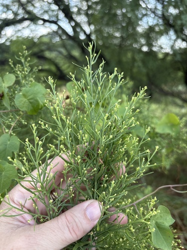 Baccharis neglecta, photograph 2
