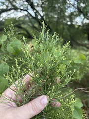 Baccharis neglecta, photograph (c) Sam Kieschnick, some rights reserved (CC BY)