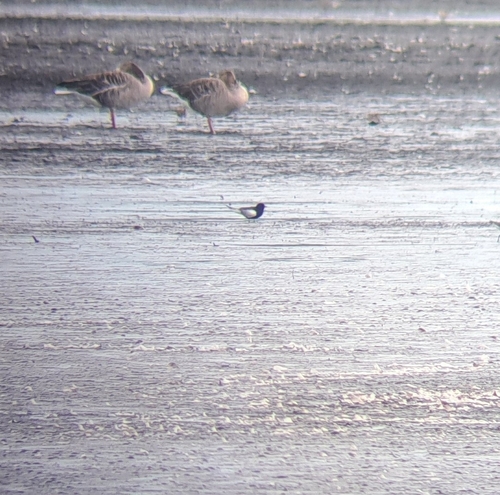 iNaturalist image