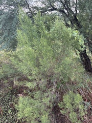 Baccharis neglecta, photograph (c) Sam Kieschnick, some rights reserved (CC BY)
