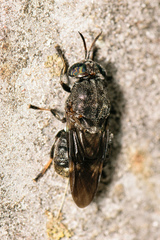 Dicyphoma schaefferi