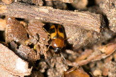 Poecilocrypticus formicophilus