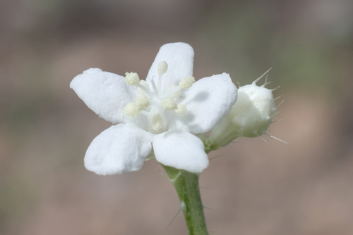 Cnidoscolus angustidens, photograph 2