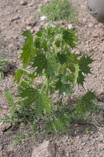 Cnidoscolus angustidens, photograph 1