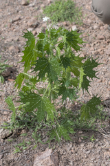 Cnidoscolus angustidens