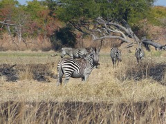 Equus quagga crawshayi