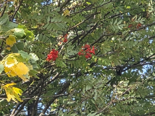 European mountain ash