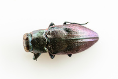 Chrysobothris analis