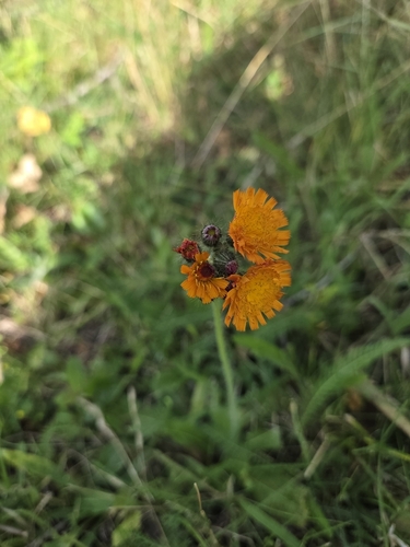 orange hawkweed