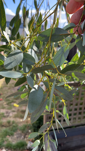 Eucalyptus gunnii observed 2026-08-29