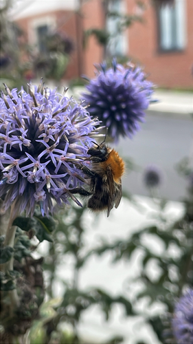 Common Carder Bumble Bee