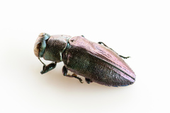 Chrysobothris analis