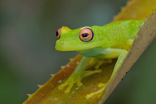 Demerara Falls Treefrog, Boana cinerascens
