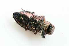 Chrysobothris analis