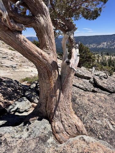 Juniperus occidentalis, photograph 3