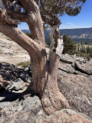 Juniperus occidentalis, photograph (c) Matt Lavin, some rights reserved (CC BY-SA)
