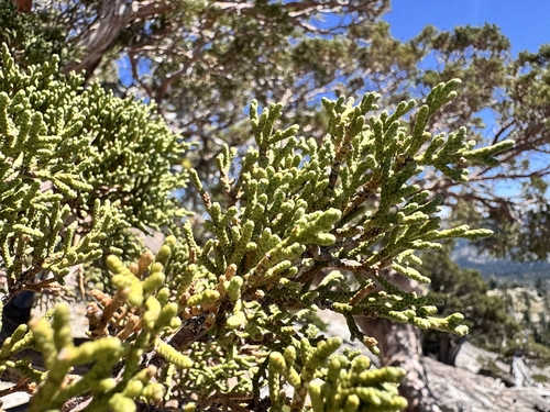 Juniperus occidentalis, photograph 4