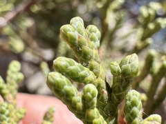 Juniperus occidentalis, photograph (c) Matt Lavin, some rights reserved (CC BY-SA)