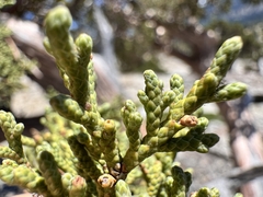 Juniperus occidentalis, photograph (c) Matt Lavin, some rights reserved (CC BY-SA)