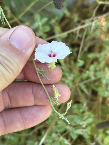 Convolvulus equitans, photograph 5
