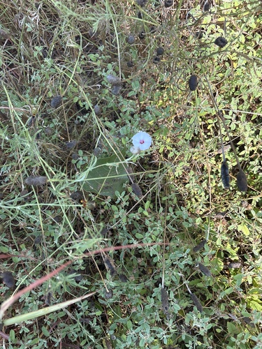 Convolvulus equitans, photograph 6