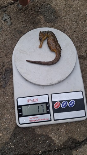 Common Seahorse