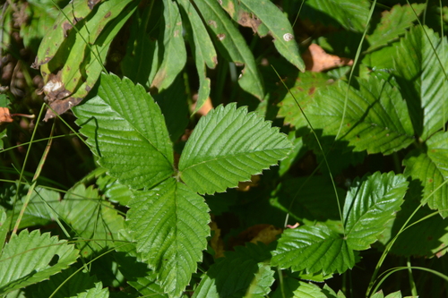 Fragaria moschata, photograph 1