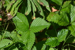 author not stated, no rights reserved Fragaria moschata, photograph author not stated, no rights reserved