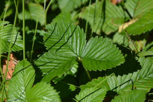Fragaria moschata, photograph 2