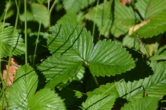 author not stated, no rights reserved Fragaria moschata, photograph author not stated, no rights reserved