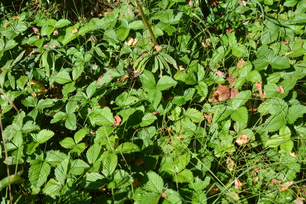 Fragaria moschata; photograph author not stated, no rights reserved