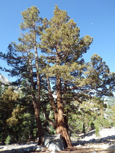 Juniperus occidentalis, photograph 1